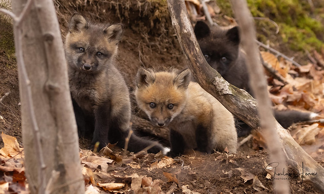 Portée de renardeaux multicolore- Multicolore fox cubs