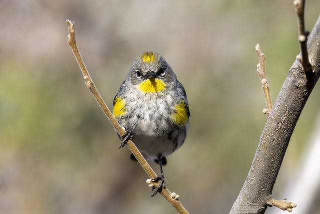 Yellow-rumped Warbler (Setophaga coronata) Patagonia, Arizona 2024