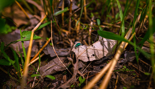 Six-Spotted Tiger Beetle - April 2024