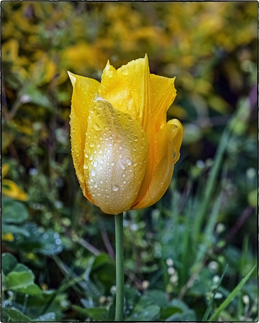 Wet Yellow Tulips