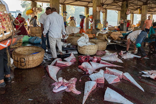 Puerto de pescadores. Mumbai