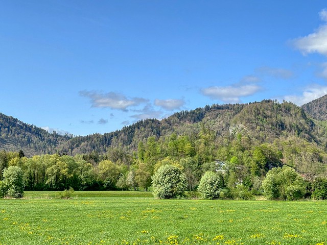 Bavarian mountain landscape with trees on a meadow in spring near Oberaudorf in Bavaria, Germany