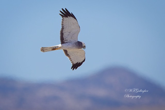 Northern Harrier Male over the Rockies