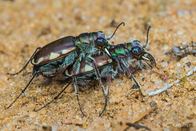 Mating Tiger Beetles (Cicindela scutellaris lecontei)