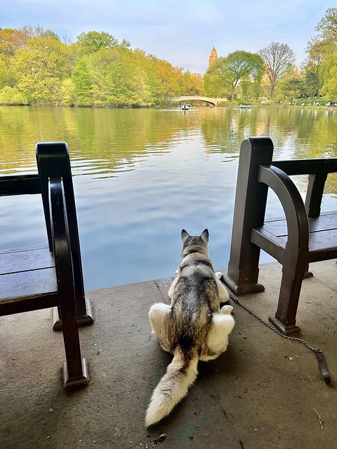 Husky by the Lake