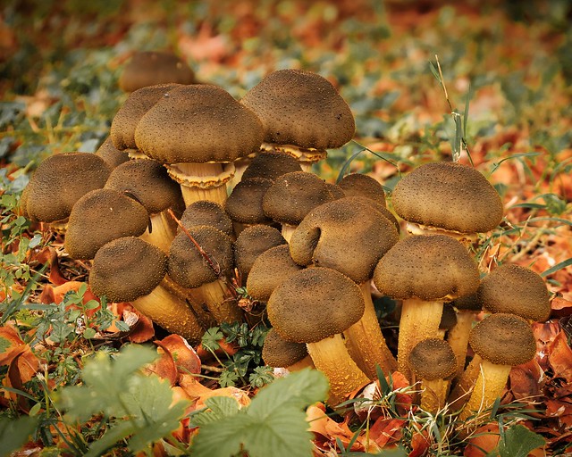 R8 - Mushrooms