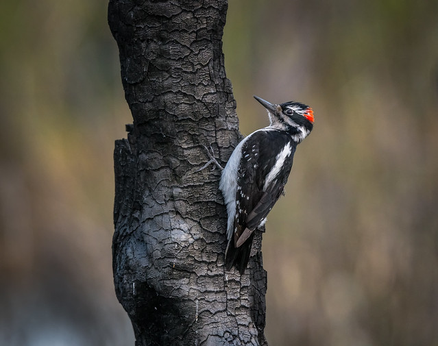 Dryobates villosus (Hairy Woodpecker)