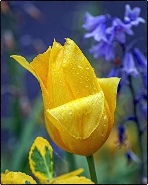 Wet Yellow Tulips
