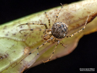 Pirate spider (Mimetidae) - P3125687