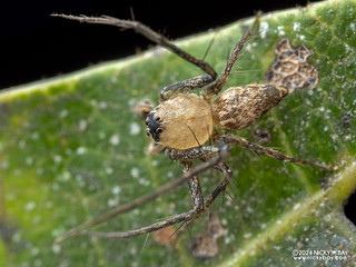 Lynx spider (Hamataliwa sp.) - P3102653