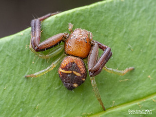 Crab spider (Synema sp.) - P3103336