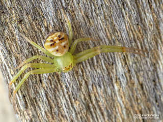 Crab spider (Ebrechtella sp.) - P3102925