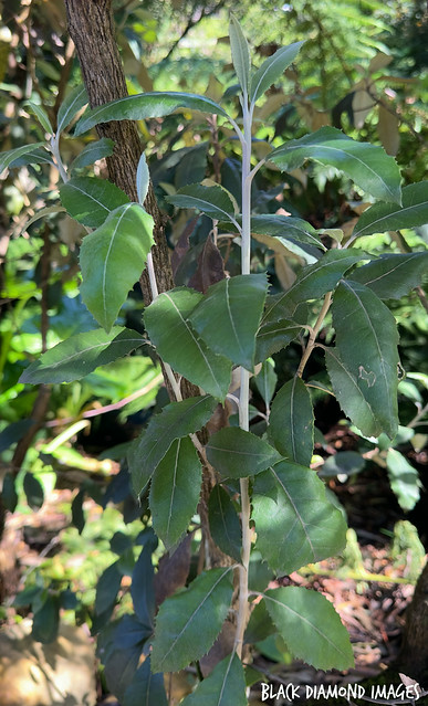 Olearia argophylla - Musk Daisy-bush, Native Musk, Silver Shrub