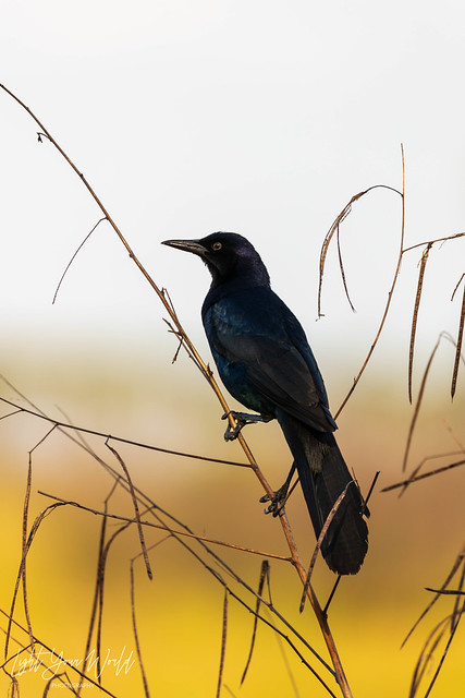 Late Afternoon Grackle