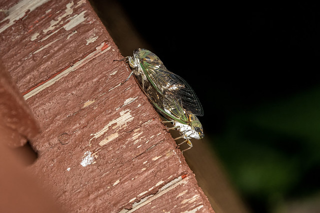 2021 Annual Cicadas Mating (Tibicen canicularis) 3