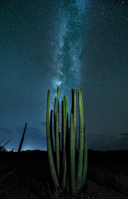Milky Way over the Sonoran Desert, Organ Pipe Cactus National Monument, Arizona