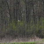 Forster's Tern (Sterna forsteri) 2024-04-28 (30a) Forster&#039;s Tern (Sterna forsteri) - 28 April 2024 - Portage Lake Unit--Waterloo State Rec Area, Waterloo Township, Jackson County, Michigan