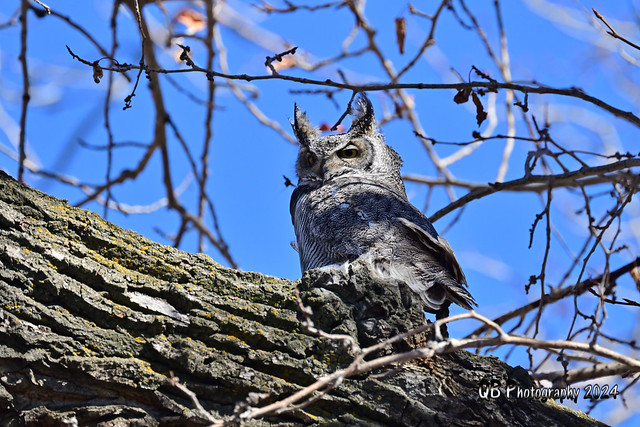 Great Horned Owl DSC_4877