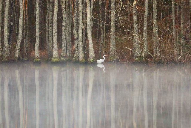 early morning egret