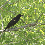 Red-winged Blackbird (Agelaius phoeniceus) Tosohatchee WMA, Orange County, FL, April 2024.  Bioblitz - City Nature Challenge.