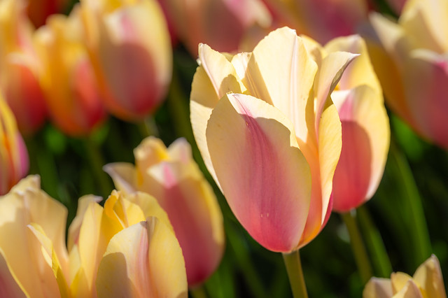 Skagit Valley Tulips 2024