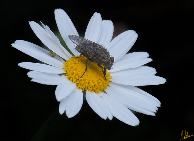 Insects on a common daisy