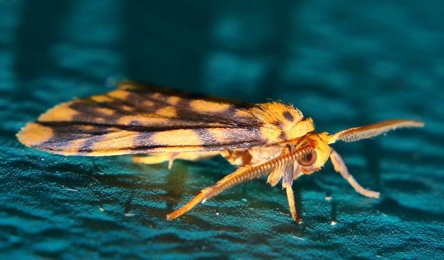 Orange and brown net pattern moth Cyme quadrilineata Lithosiini Arctiinae Erebidae Mandalay Rainforest Airlie Beach P1044010