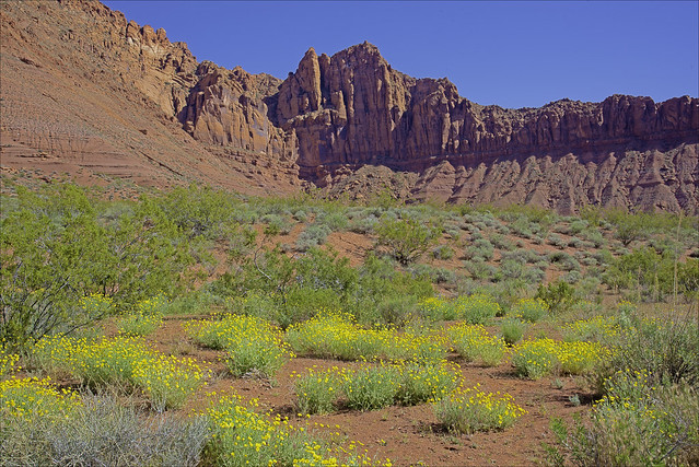 Desert Marigolds and Red Cliffs