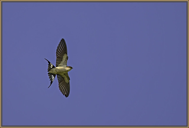 Greater Striped Swallow.