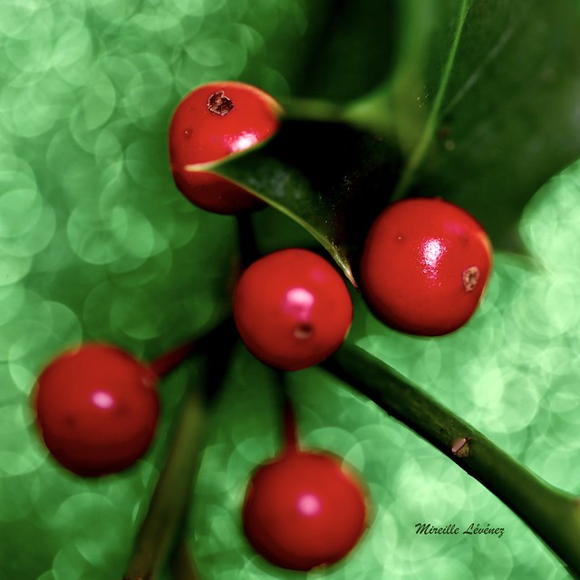 MM - Holly berries