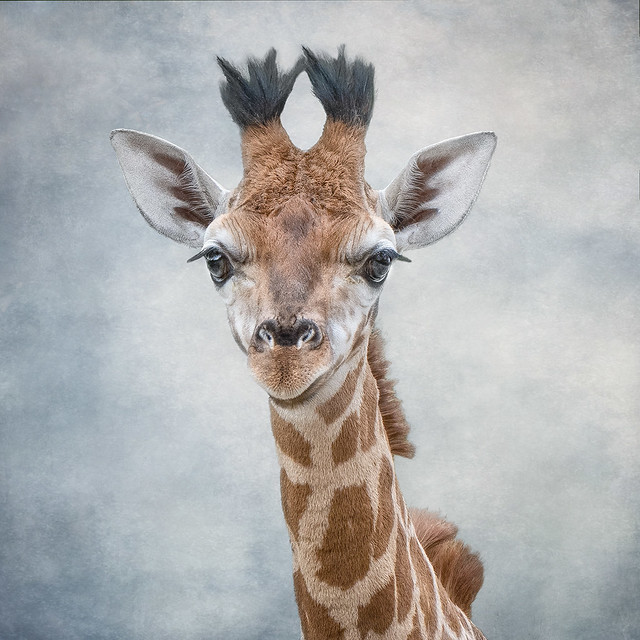 Giraffe Calf Edie.