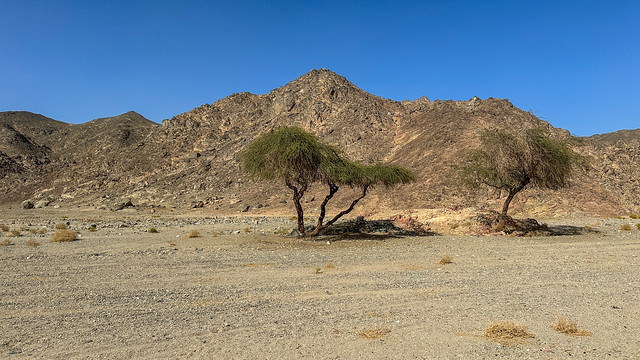 Arabic desert
