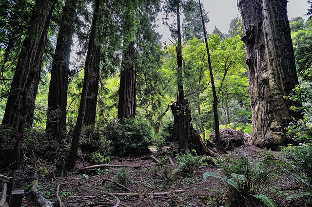 Muir Woods, a movie forest