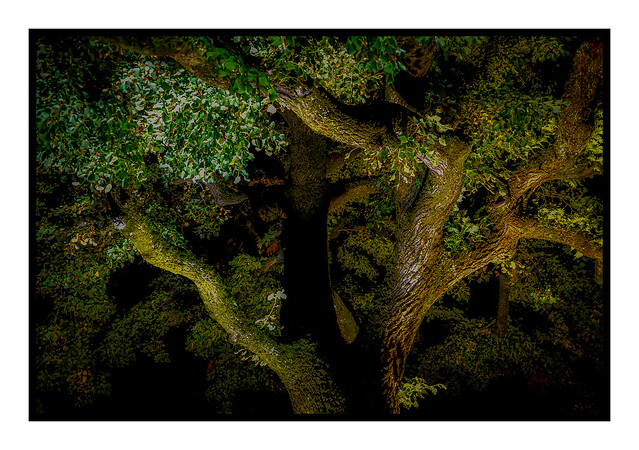 un arbre la nuit