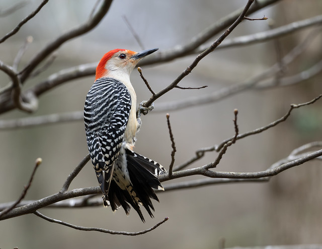 Red-Bellied Woodpecker (M)