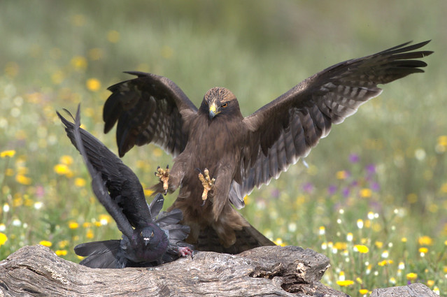 Águia calçada, Booted eagle, (Aquila pennata)