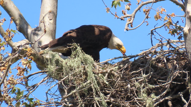 Bald Eagle (Haliaeetus leucocephaus), San Simeon, CA