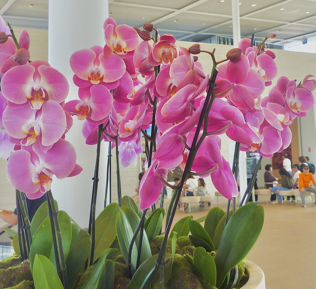 829. Abundance of Orchid Beauty !