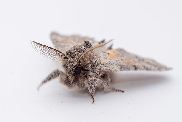 Banded Pebble Moth