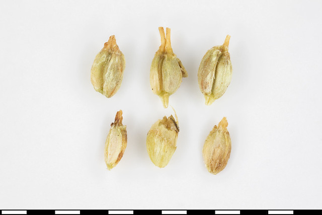 Azorella macquariensis, Accession No. 0013431, seed