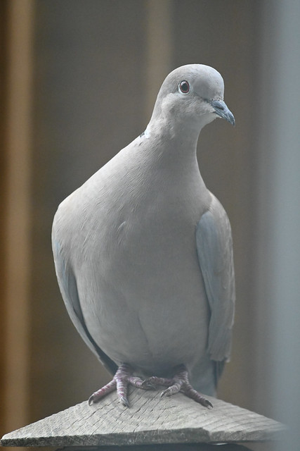 Tyrkerdue, Eurasian collared dove, Türkentaube, Turkduva (Streptopelia decaocto)-0150