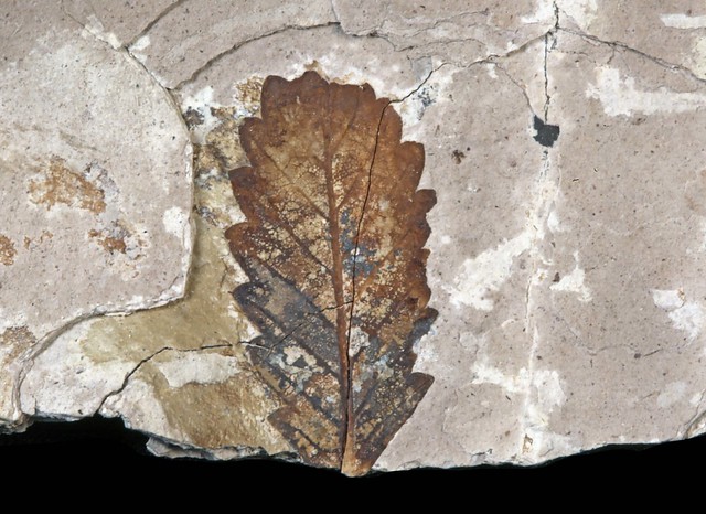 Fossil Beech Leaf