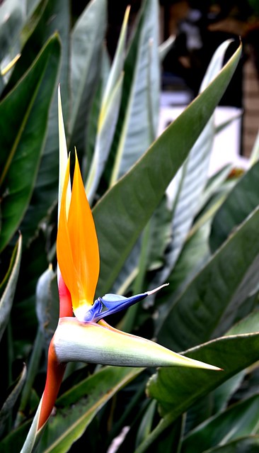 Strelitzia reginae (Uccello del paradiso)