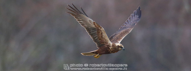 Falco di palude - Circus aeruginosus - Marsh Harrier