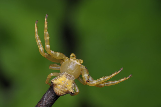 Spectacular Crab Spider