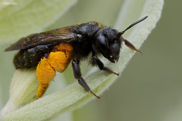 Andrena sp.