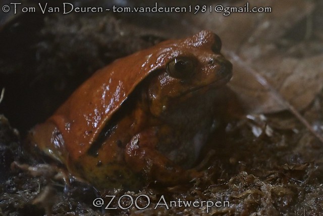 Valse tomaatkikker - Dyscophus guineti - False Tomato Frog
