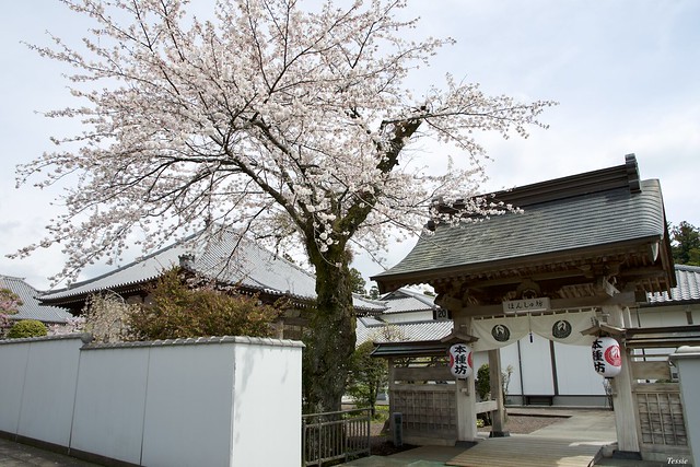 総本山 大石寺　Taiseiki-ji Temple
