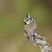 			Mobile Lynn posted a photo:	Although not as colourful as some other tits, the crested tit's 'bridled' face pattern and the upstanding black and white crest make this a most distinctive species.Crested tits feed actively, clinging to trunks and hanging from branches, like most tits, searching for a wide range of invertebrates and pine seeds. They store food extensively during early winter, using it in late winter.