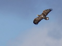 White-tailed Eagle foraging above Lauwersmeer